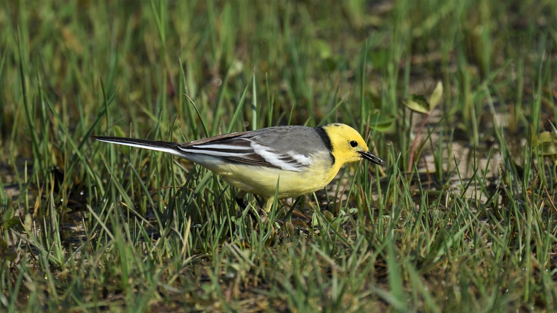 Citrine Wagtail